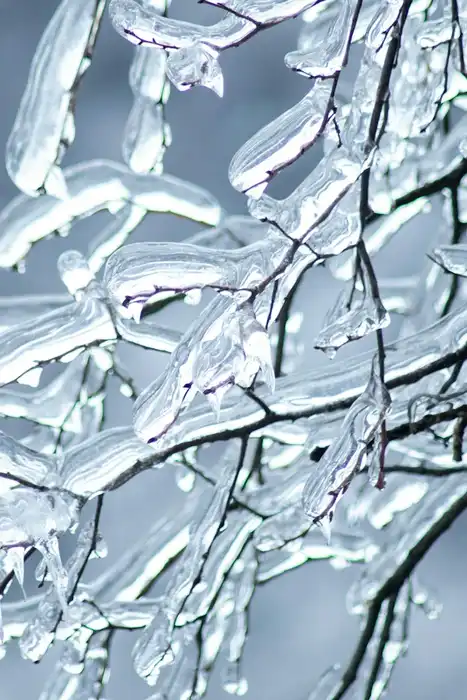 Bare twigs encased in clear ice against a blurred blue-gray background.