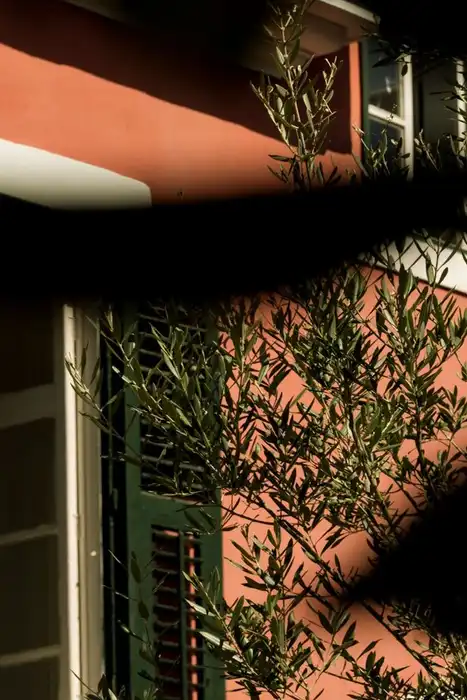 Bright sunlight and sharply defined tree shadows fall across a house facade and shuttered windows.