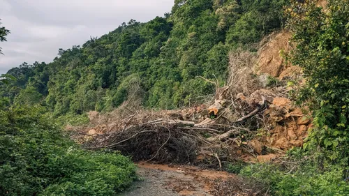 A forest road is blocked by earth and fallen branches below an exposed slope.