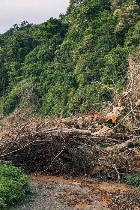 A forest road is blocked by earth and fallen branches below an exposed slope.