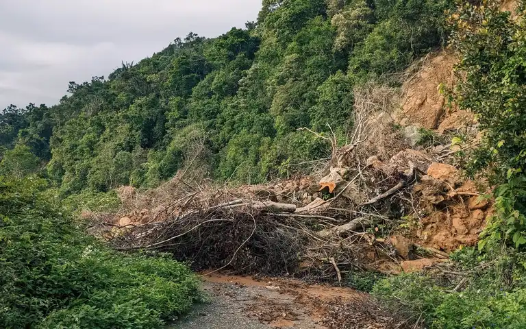 A forest road is blocked by earth and fallen branches below an exposed slope.