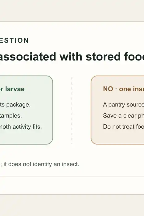 A simple decision path asks whether an insect was found with stored food, then points to source photos or an expert when the match is uncertain.