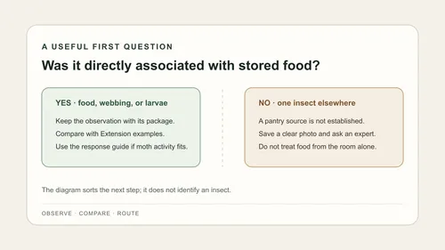 A simple decision path asks whether an insect was found with stored food, then points to source photos or an expert when the match is uncertain.