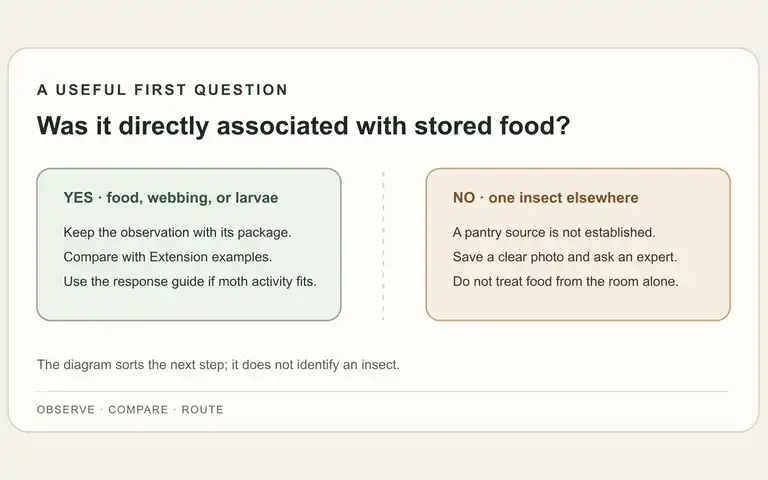 A simple decision path asks whether an insect was found with stored food, then points to source photos or an expert when the match is uncertain.