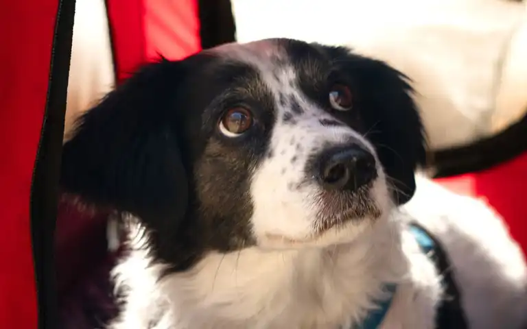 A dog looks out from a red-and-black pet carrier