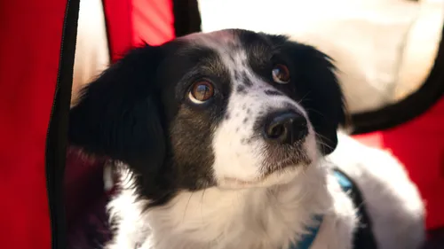 A dog looks out from a red-and-black pet carrier