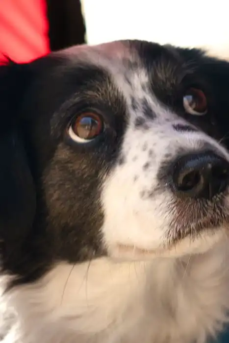 A dog looks out from a red-and-black pet carrier