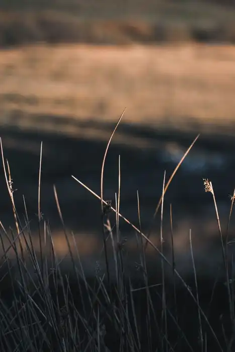 Dry grasses in a field in low evening light.
