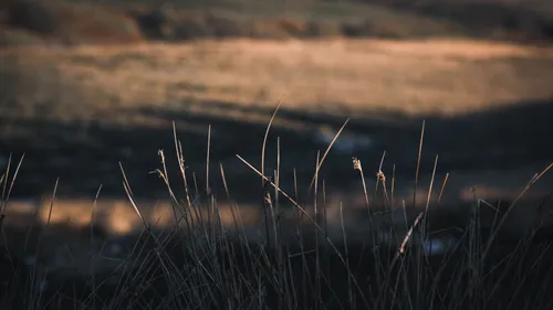 Dry grasses in a field in low evening light.