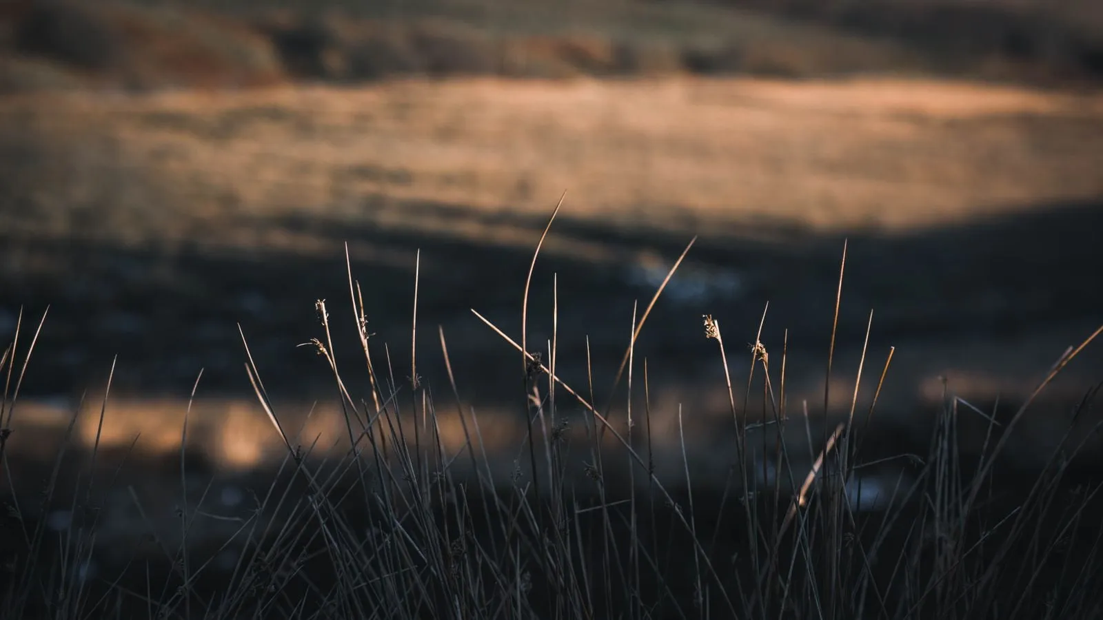 Dry grasses in a field in low evening light.