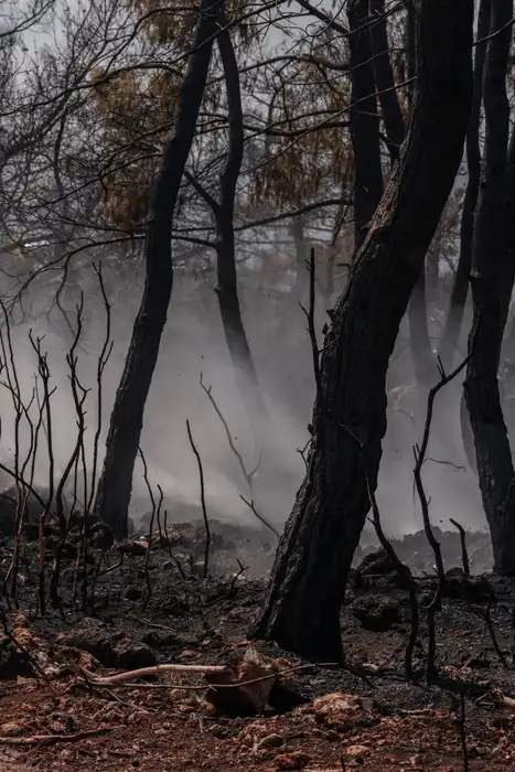 Smoke lingering among trees in a burned forest
