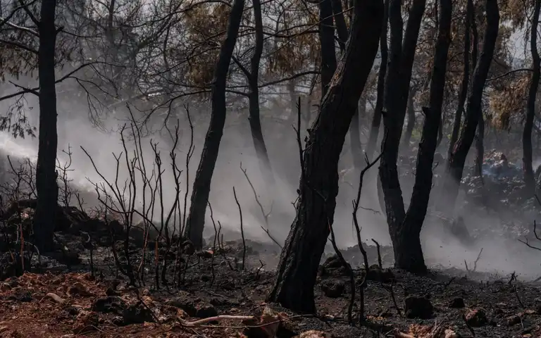 Smoke lingering among trees in a burned forest